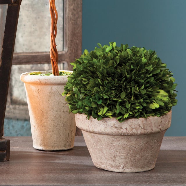 Kenneth Ludwig Chicago Boxwood Ball In Pot Medium For Sale - Image 4 of 6