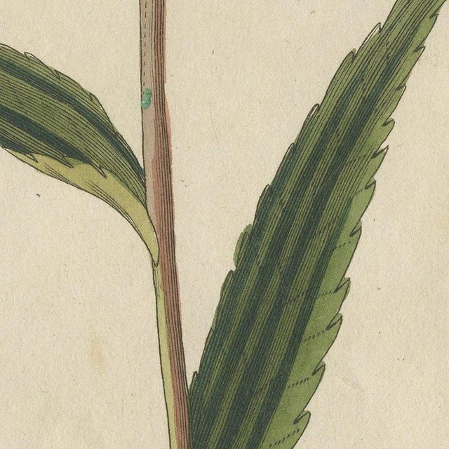 Beige Bertuch, Purple Coneflower Echinacea, 1810, Print For Sale - Image 8 of 12