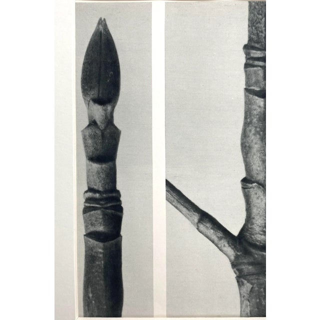 Exquisite Botanical photogravure from famed Urformen Der Kunst portfolio by Blossfeldt . Karl Blossfeldt (1865 - 1932) was...