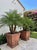 Pair of Grand Tuscan Style Terracotta-Toned Cast Stone Planters For Sale - Image 12 of 12