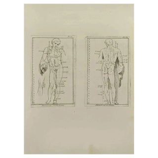 Nicholas Cochin, Anatomy Studies, Etching, 1755 For Sale