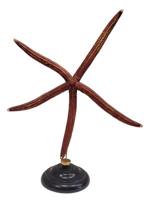 Starfish Ophidiaster Ophidianus, Vintage - Pacific Ocean, 1990s