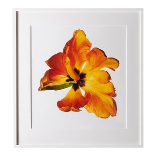 Parrot Tulip, Framed Photograph, 30 x 32 For Sale