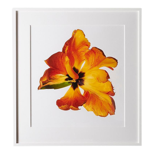Parrot Tulip, Framed Photograph, 30 x 32