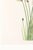 Hare's-Tail Cottongrass, Vintage Botanical Art Print by Mary Vaux Walcott, 32" X 48" For Sale - Image 9 of 10