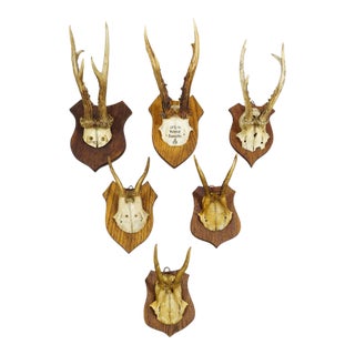 Six Large Roe Deer Trophies on Carved Plaques Germany 19.Century For Sale