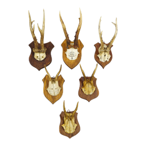 Six Large Roe Deer Trophies on Carved Plaques Germany 19.Century