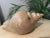 Tan Sarreid Large Carved Wood Conch Shell, Made in Spain For Sale - Image 8 of 11