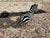 Black 1960s Italian Glazed Terracotta Zebra Sculpture For Sale - Image 8 of 12