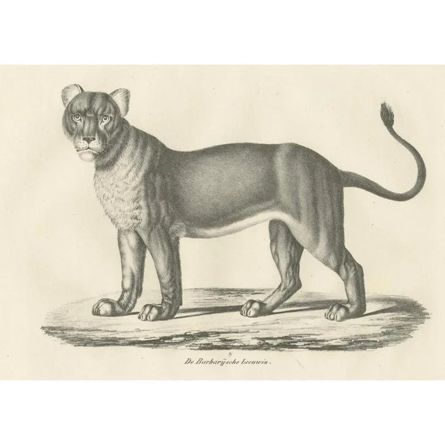 Mid 19th Century C.C. G. Zool., Barbary Lioness in a Powerful Standing Pose, 1836, Lithograph For Sale - Image 5 of 11