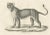 Mid 19th Century C.C. G. Zool., Barbary Lioness in a Powerful Standing Pose, 1836, Lithograph For Sale - Image 5 of 11