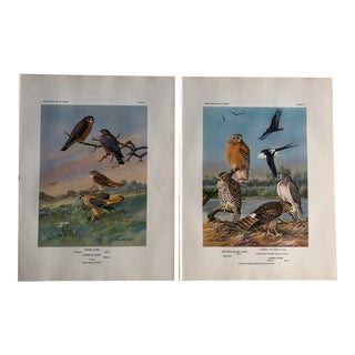 1934 Hawks Illustrated Color Prints - a Pair For Sale