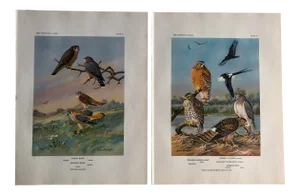 1934 Hawks Illustrated Color Prints - a Pair