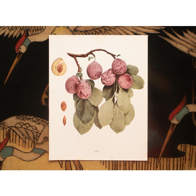 1900s U. P. Hedrick, Original Antique Photogravure of Giant Plums For Sale In Dallas - Image 6 of 7