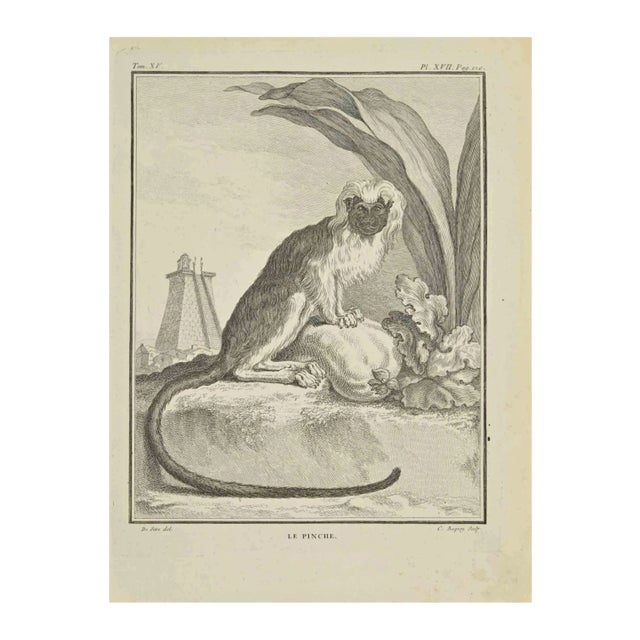 Jean Charles Baquoy, Le Pinche, Etching, 1771 For Sale