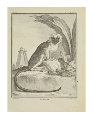 Jean Charles Baquoy, Le Pinche, Etching, 1771