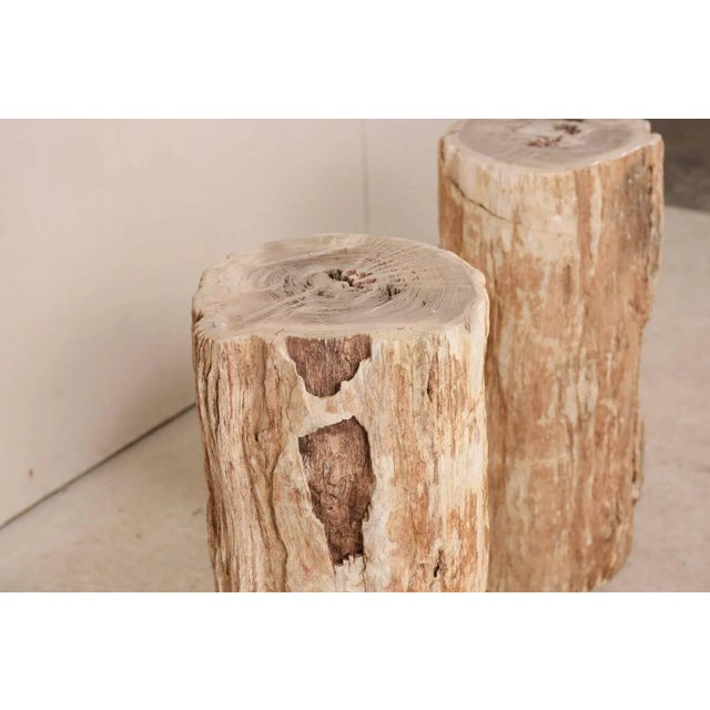 Organic Modern Petrified Wood Drink Side Tables with Polished Tops - a Pair For Sale - Image 11 of 12