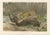 After Wilhelm Kuhnert, Jaguar Killing Tapir, 1894, Paper For Sale
