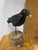 Wood Late 20th Century Pair of Vintage John Brannon Folk Art Wooden Black Crows on Stands For Sale - Image 7 of 9