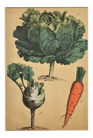 Old 1860s Matted French Chromolithograph-Vegetable Botanical-Cabbage, Carrots, Matted