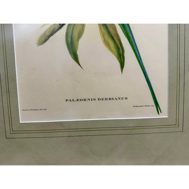 Mid 19th Century John Gould Hand-Colored Lithograph, Earl of Derby’s Parakeet For Sale - Image 5 of 7