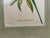 Mid 19th Century John Gould Hand-Colored Lithograph, Earl of Derby’s Parakeet For Sale - Image 5 of 7