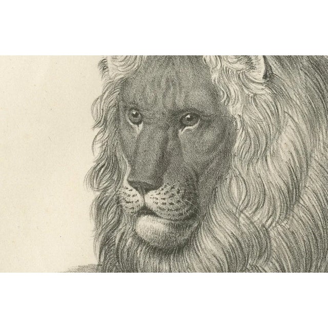 Barbary Lion, 1836, Lithograph For Sale - Image 6 of 10
