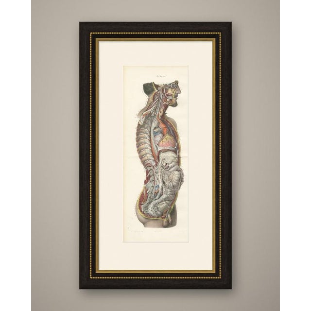 This antique hirschfeld anatomy print of the nervous system of the whole body is double plate 73 and 74 from hirschfeld...