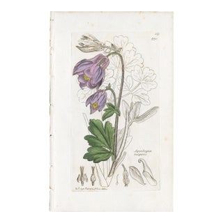 Antique Hand-Colored Botanical Print by the Sowerby Family — English Botany Series (C. 19th Century) I For Sale