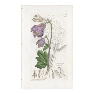 Antique Hand-Colored Botanical Print by the Sowerby Family — English Botany Series (C. 19th Century) I