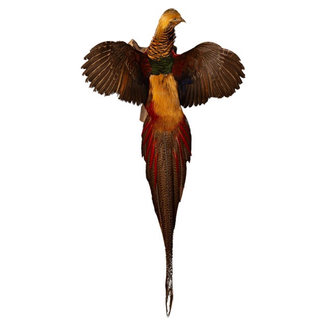 Enhance your home decor with our exquisite wall-mounted flying Red Golden Amherst Pheasant. This stunning piece captures...