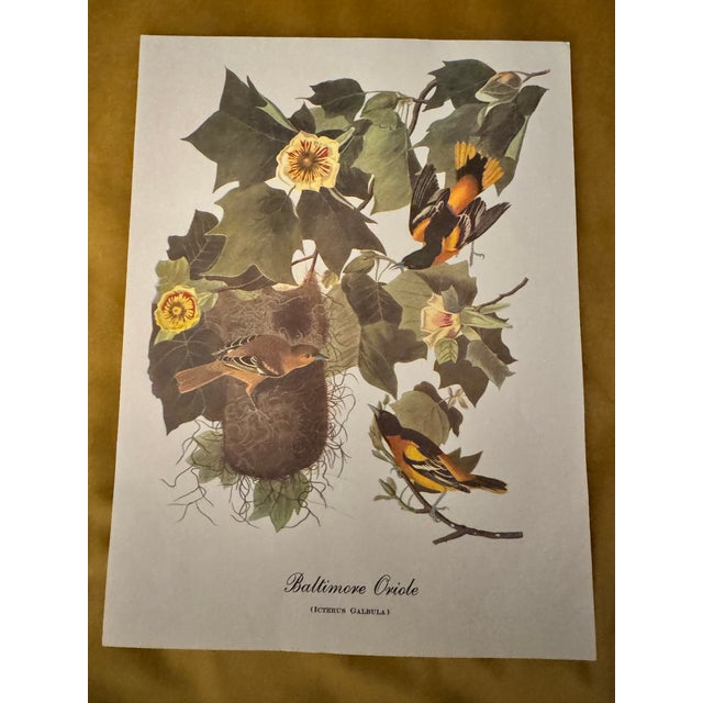 Mid 20th Century Vintage Audubon Style Ruby-Throated Hummingbird Print, Unframed For Sale - Image 5 of 7
