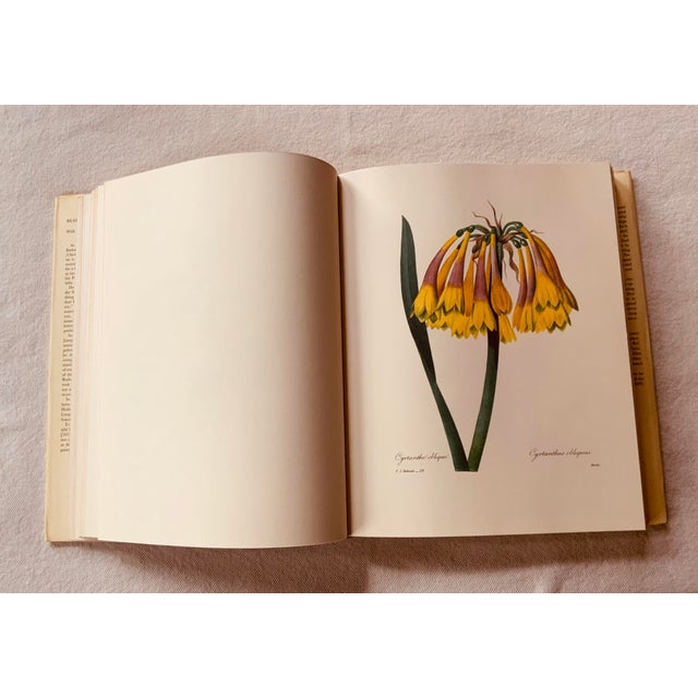 Redouté "Beautiful Flowers and Fruits" | Large Format Botanical Book For Sale - Image 4 of 18