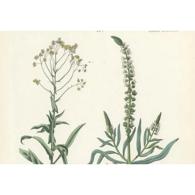 Calwer, Hand-Colored Botanical Illustration of Woad and White Goosefoot, 1854, Lithograph For Sale - Image 4 of 6
