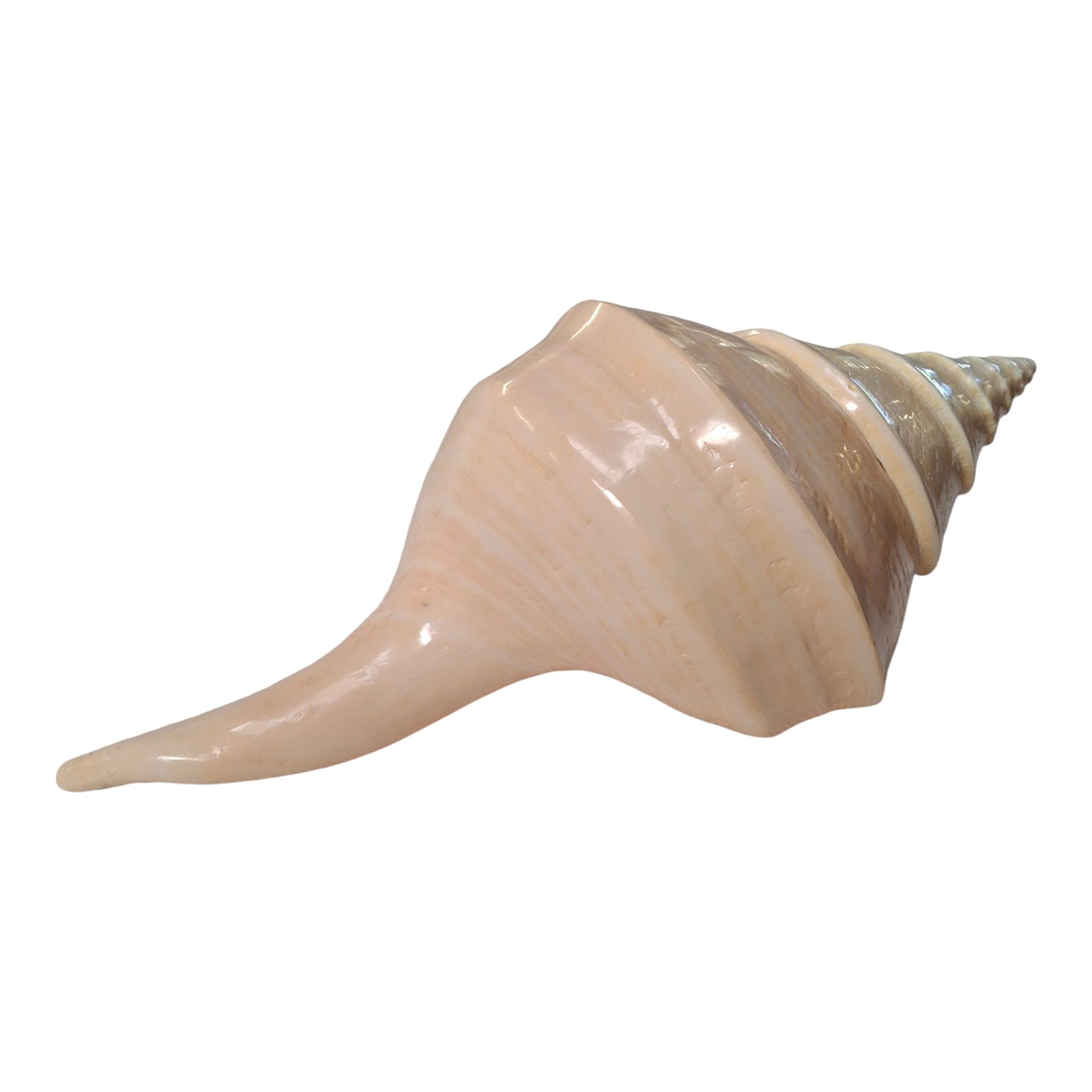 Vintage Syrinx Aruanus Specimen Shell | Chairish