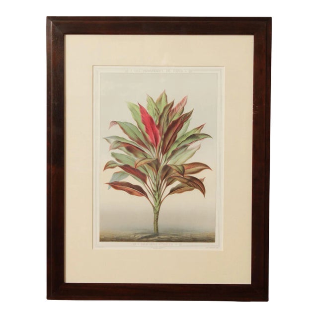 La Promenade de Paris 'Dracaena Stricta' Lithograph After Francois Frantois FrTdTric Grobon For Sale