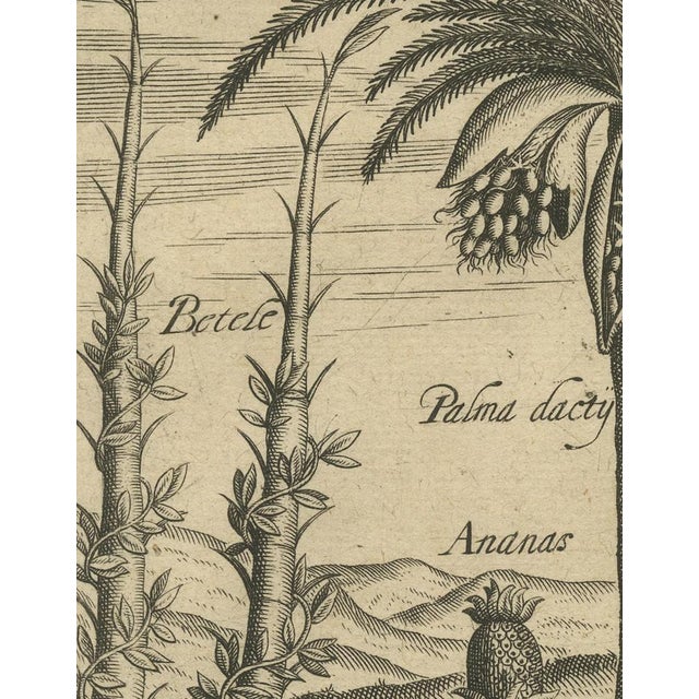 Paper Theodore de Bry, Cornucopia of India: Pineapples, Betel, Date Palms, Soursop, and Mangoes, 1601, Paper For Sale - Image 7 of 8