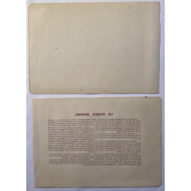 Illustration 1907 French Photogravure Print of “Le Sussex Spaniel” - For Sale - Image 3 of 3