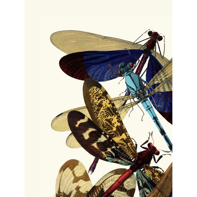 Vintage dragonfly insect art print reproduction by Emile-Allain Séguy, featuring Art Deco–era natural history...