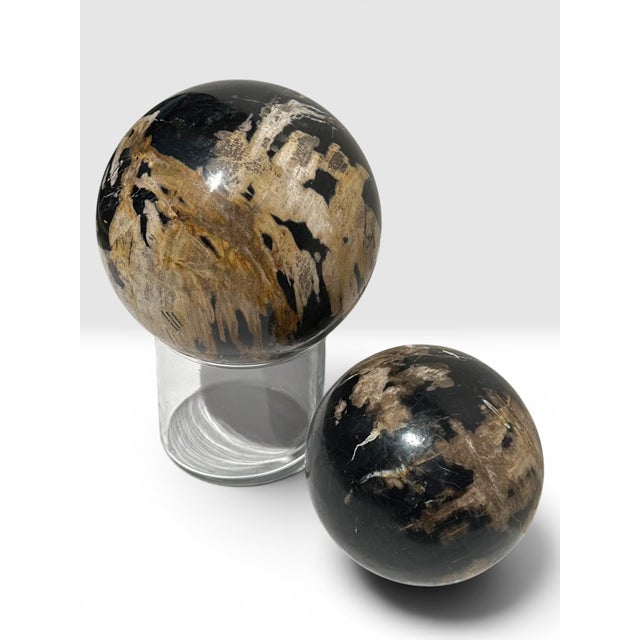 15th Century & Earlier Two Polished Petrified Wood Organic Spheres. For Sale - Image 5 of 10