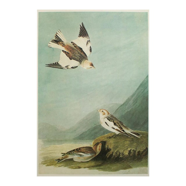 1966 Vintage Cottage Print "Snow Bunting" After John James Audubon For Sale
