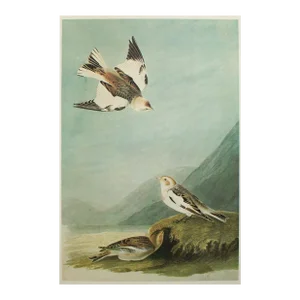 1966 Vintage Cottage Print "Snow Bunting" After John James Audubon