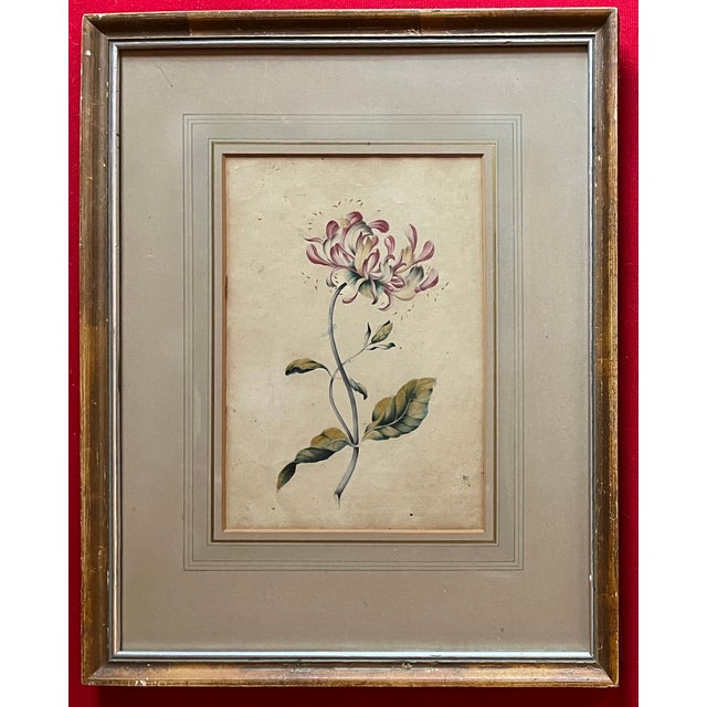 18th Century Antique 18th Century English George III Botanical Watercolor Painting Study of a Flower For Sale - Image 5 of 12