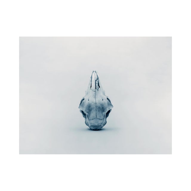 Guy Sargent, Skull, Archival Pigment Print For Sale - Image 4 of 6