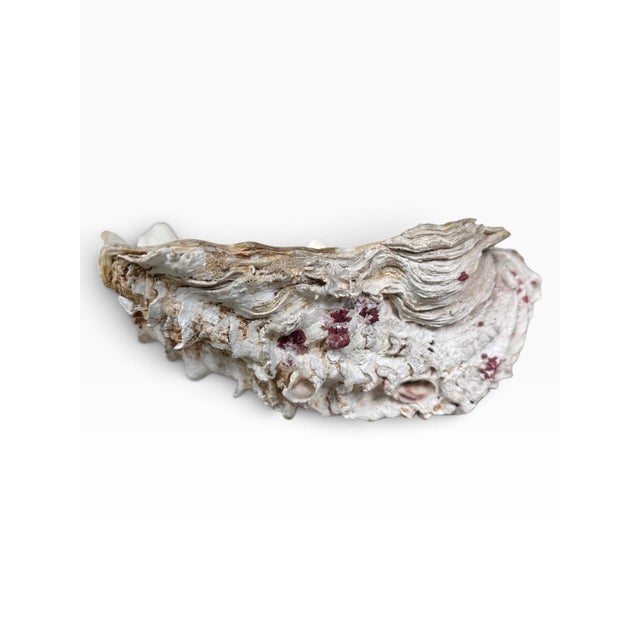 A striking vintage natural giant clam shell with beautifully pronounced scalloped edges, substantial weight, and organic...