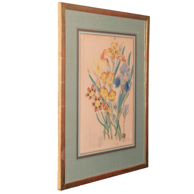 Elizabeth Twining Prints From Natural Order of Plants, C. 1849 - A Pair For Sale In Savannah - Image 6 of 7