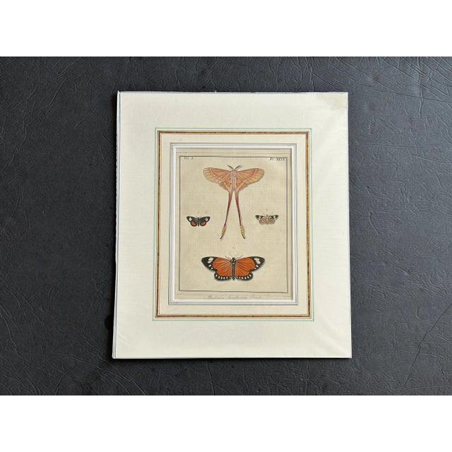 From a 1782 edition of Dru Drury's Illustrations of Natural History, this antique hand painted watercolor copper engraving...