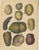 Calwer, Botanical Plates of Potatoes and Tubers, 1852, Lithographs, Set of 3 For Sale - Image 4 of 9