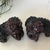 Pair of Early 20th Century Hand Carved Foo Dogs For Sale In Palm Springs - Image 6 of 9
