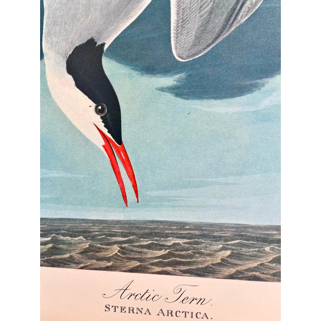1960s 1964 Audubon Folio Lithograph Great Bird Paintings – “Arctic Tern” 17x14 For Sale - Image 5 of 9
